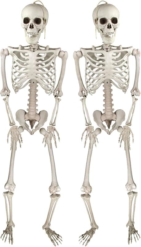 Jonami — Squelettes posables réalistes pour Halloween
